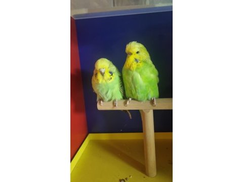 Şow jumbo yavru muhabbet kuşu