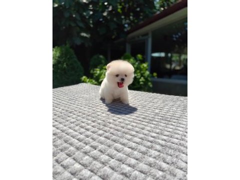 Ayıcık surat pomeranian