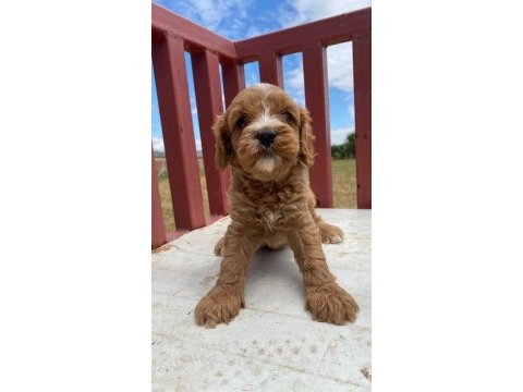 Sevimli maltipoo