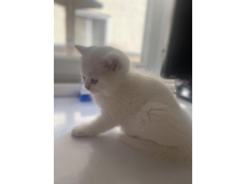 Safkan british shorthair