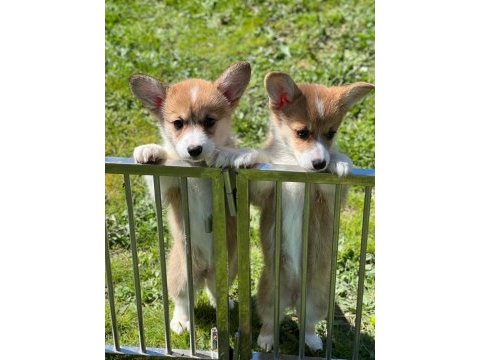 Welsh corgi pembroke erkek 3 aylık