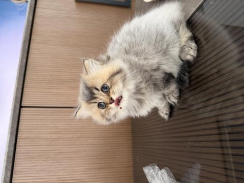 British longhair