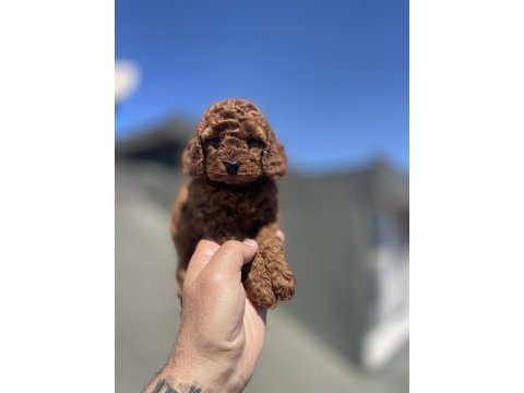 Red brown toy poodle yavrular
