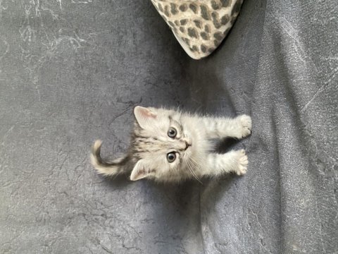 Silver tekir yavru kediler yuva arıyor