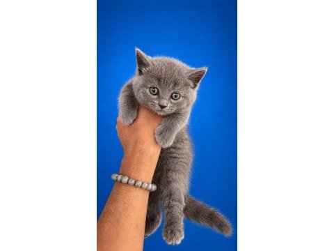 2 aylık sağlıklı tuvalet eğitimli kedimiz