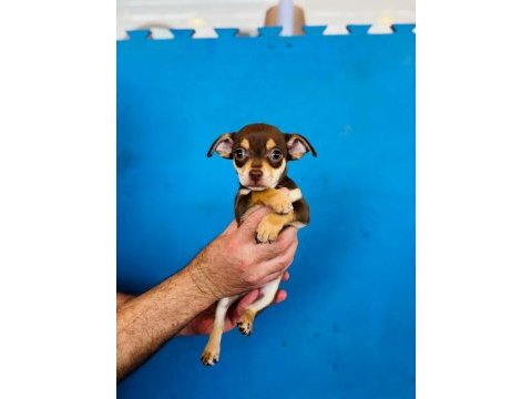 Minyatür pinscher çok sevimli tam ev ortamı için