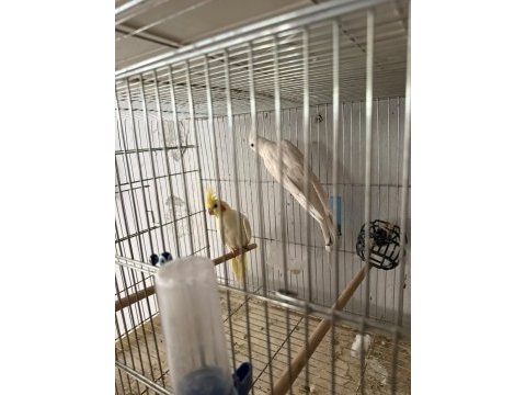 Albino lutino sultan papağanı takımı