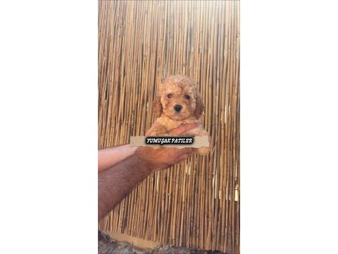 Sevimli ırk toy poodle