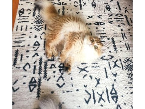 5 aylık dişi british longhair