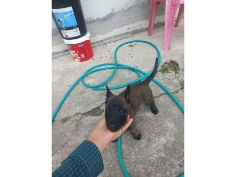 Kalite malinois yavruları 1 dişi ve 1 erkek