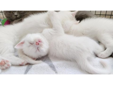 British shorthair özel seri mavi gözlü