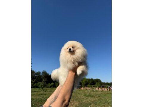 Pomeranian yavru köpeğimiz