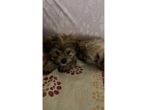 Yorkienese terrier
