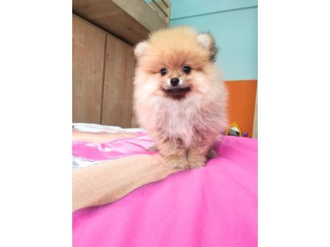İzmirde ayı surat orjinal pomeranian boo yavruları