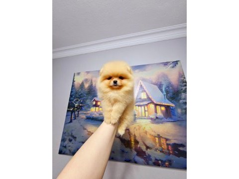 Pomeranian boo 0 burun orange dişi