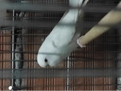 Bayram şekerleri yeni yeme düşmüş yavru muhabbet kuşu
