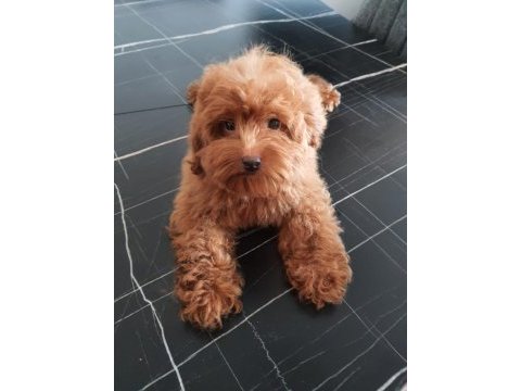 Red brown maltipoo