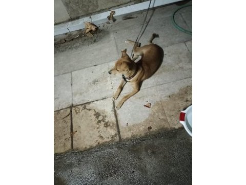 3,5 aylık erkek pinscher
