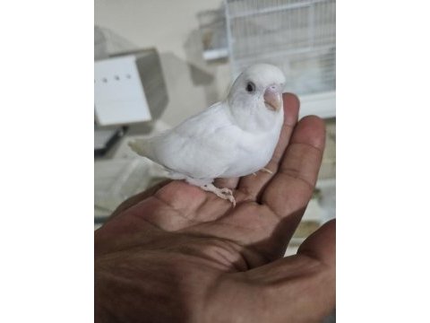 Yuvadan çıkan yeni muhabbet kuşu yavrular