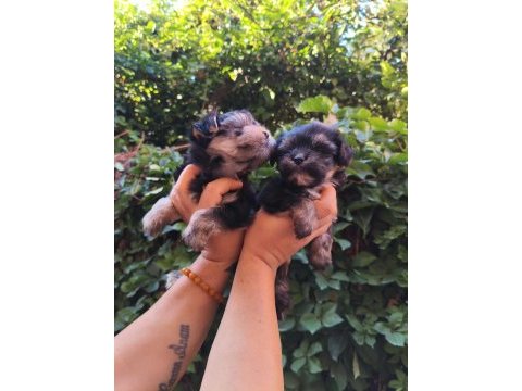 Yorkshire terrier yavru köpekleri