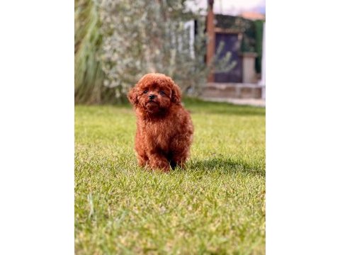 Türkiye'nin en özel poodle yavruları istanbul 
