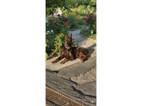 Irk garantili safkan doberman yavrular