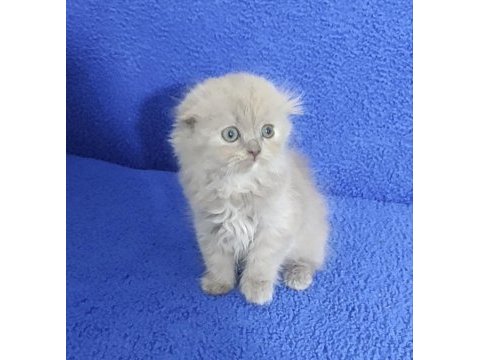 İstanbul içi adrese teslim lilak scottish fold longhair