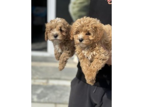 Ankarada ziyarete açık mini maltipoo yavrularımız