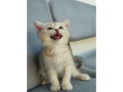 Pembe burun yeşil göz british shorthair prenses