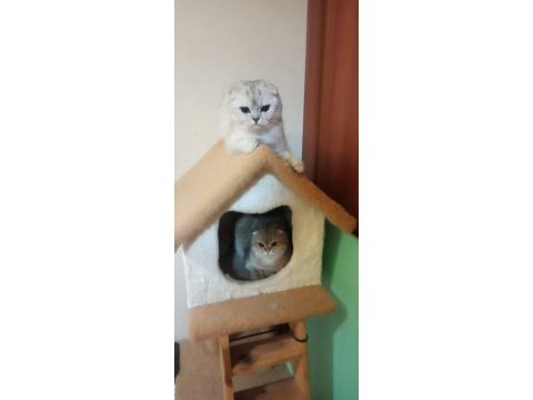 Şecereli scottish fold