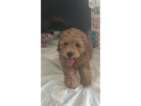 Çok oyuncu ve tatlı maltipoo