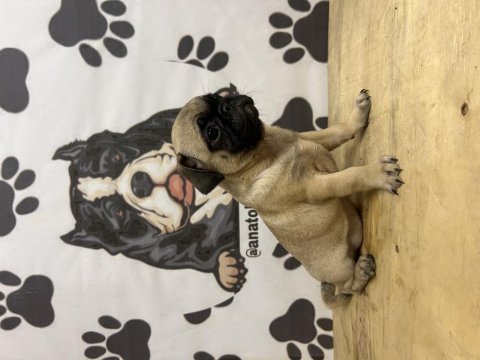 Pug köpeği yavrularımız