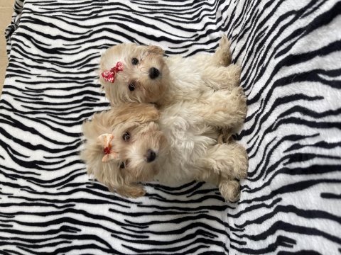 Maltipoo dişi 2 aylık