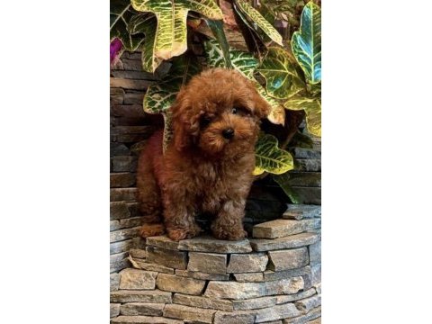 Toy poodle harika bebekler