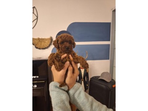 Toy poodle yavrularımız orjinal red brown