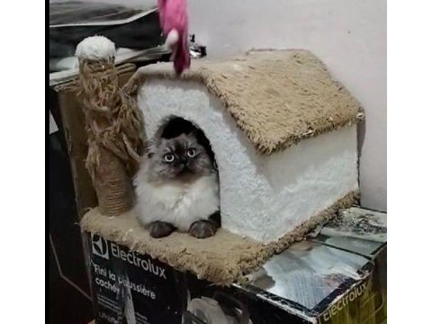British longhair blue point - erkek yavru aslan