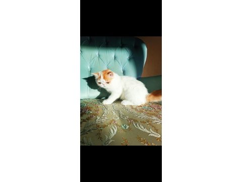 Türkiye'nin en iyilerinden exotic shorthair