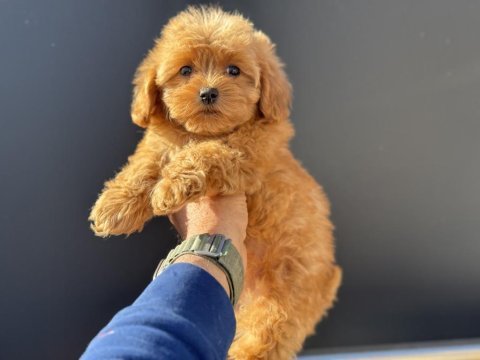 Petmode köpek çiftliğinden kore maltipoo yavrumuz