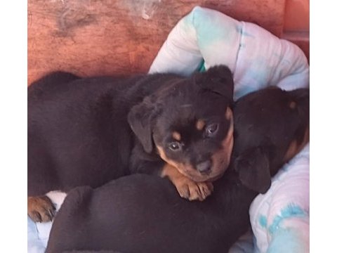 Irk garantili rottweiler bebekler