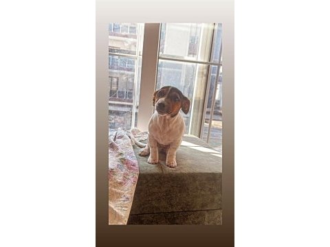 4.5 aylık jack russell lucy kızım için yuva arıyoruz