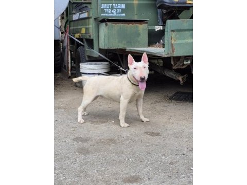 A class şecere dişi bull terrier