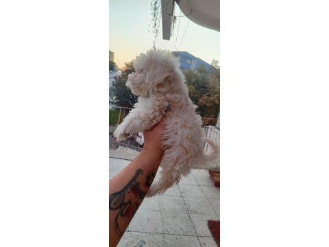 Akıl küpü minik maltipoo paticik