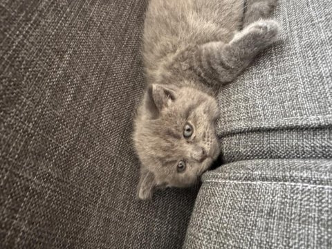 Scottish fold ve british yavruları