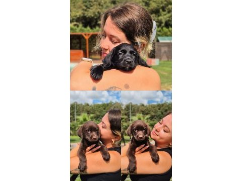 Ruhsatli çiflikten labrador retriever yavruları 