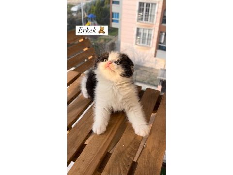 Cinnamon ve bicolor show scottish fold bebekler