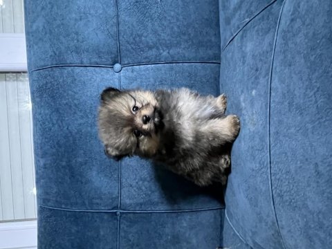 Pomeranian boo 55 günlük