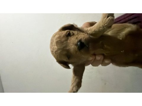 Safkan kore bebekler toy poodle