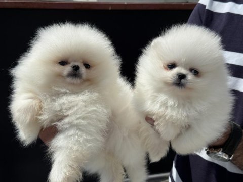 Yasal ruhsatlı çiftlikte ziyarete açık pomeranian