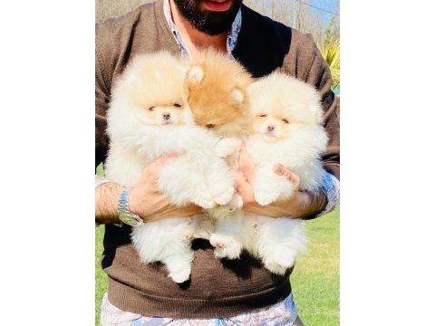  en sevimli pomeranian yavruları 