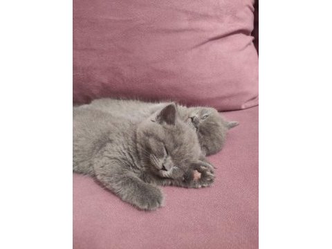 Safkan british longhair